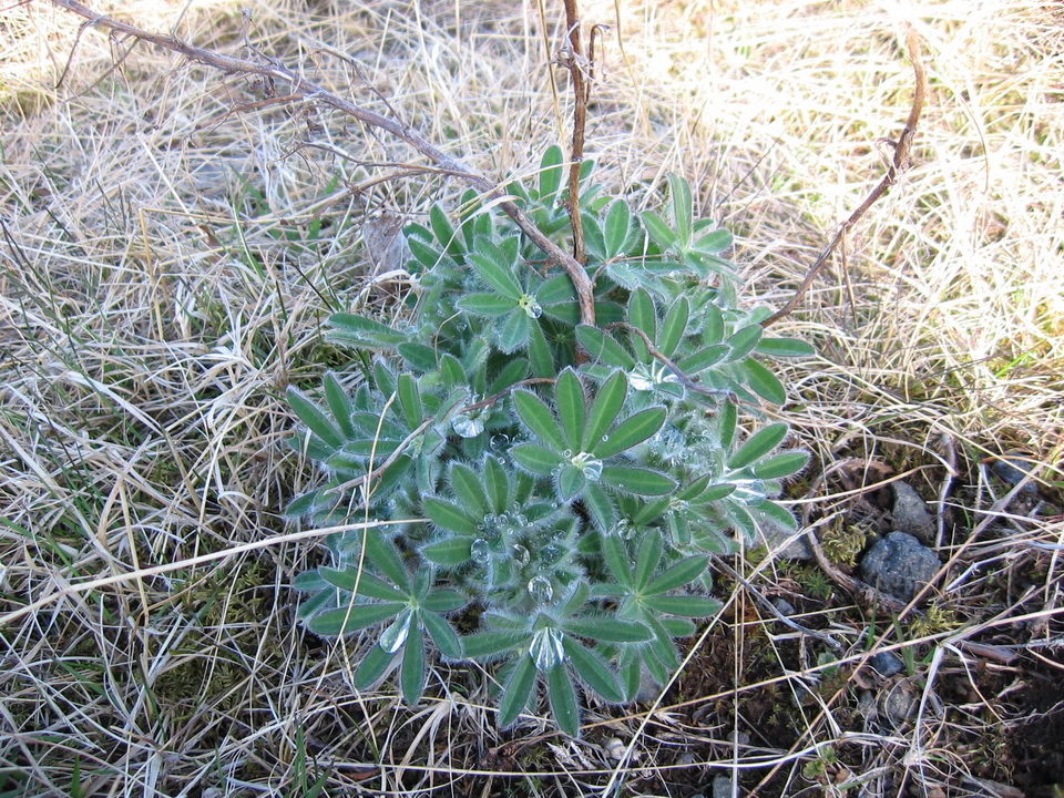 Jaro na Islandu - kontryhel